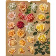 Large Study of Roses