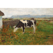 A Cow at Svinkløv, Jutland