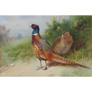 A Hen and Cock Pheasant by Gorse