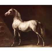 Grey Horse or Study of a White Horse