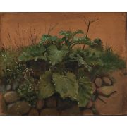 A Burdock and other Plants on a Stone Wall
