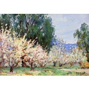 Almond Blossoms, Banning, California