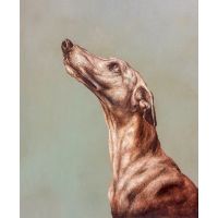 Italian Greyhound Dog Scratching Board Portrait with Grey Background