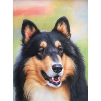 Collie Dog Portrait