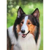 Rough Collie Half Portrait Outside